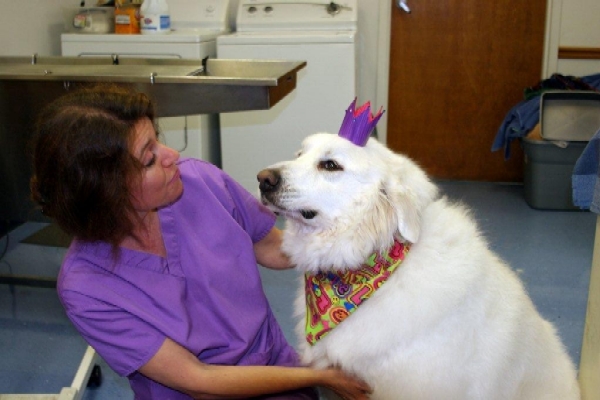 Tips for Finding a Vet for Your Pet: We are the Perfect Caretaker for Your Beloved Pet