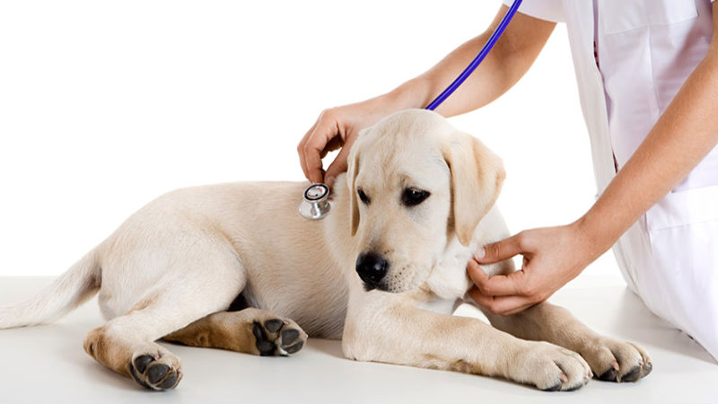 Ensure Your Pet Has a Stress-Free First Visit to the Vet