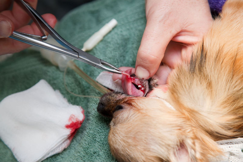 Pet Dental Care And Preventive Medical Care For A Lifetime Of Fine Health