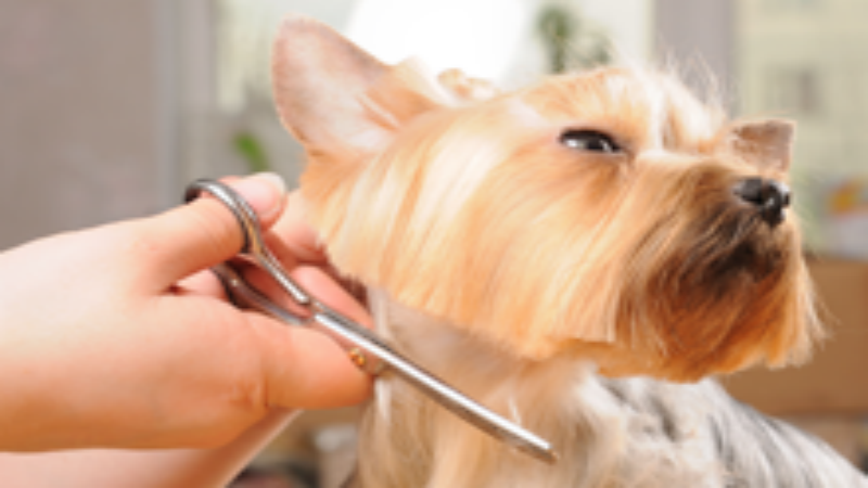 Maintain Your Pet’s Coat Health with Pet Grooming Services in Timonium, MD